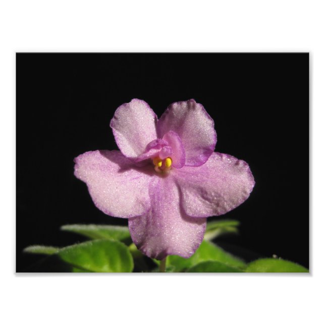 Beautiful African Violet Art Print (Front)