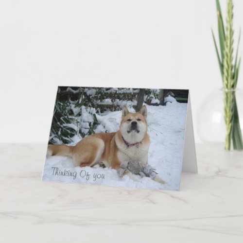 beautiful  akita dog resting in the snow holiday card