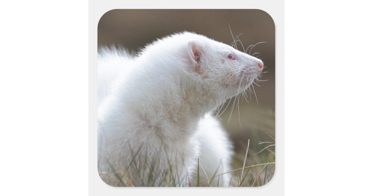 Beautiful Albino Ferret Square Sticker | Zazzle