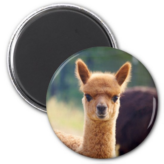 Beautiful Alpaca Magnets