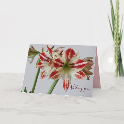 Beautiful Amaryllis flower  custum text birthday Card