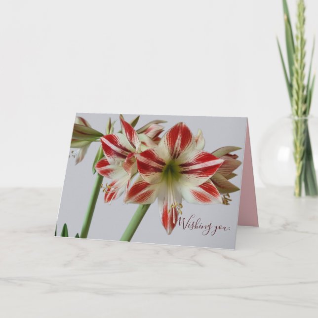 Beautiful Amaryllis flower & custum text birthday Card (Front)