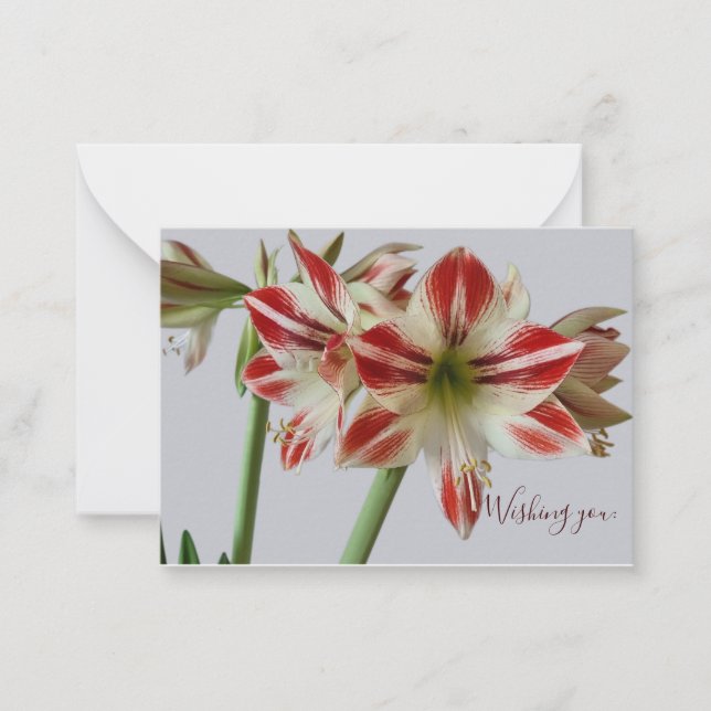 Beautiful Amaryllis flower & custum text birthday Note Card (Front)