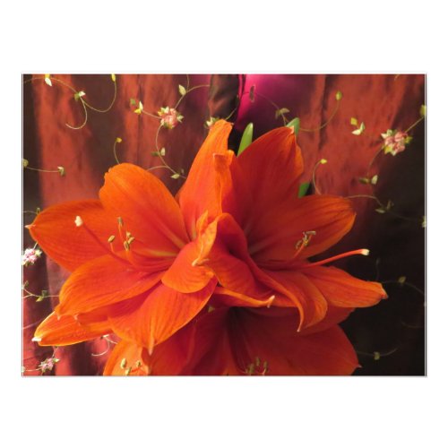 Beautiful Amaryllis Flowers Photo Print