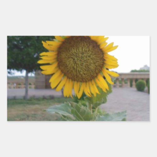 Beautiful  Amazing  Cute Stunning Sunflower Design Rectangular Sticker