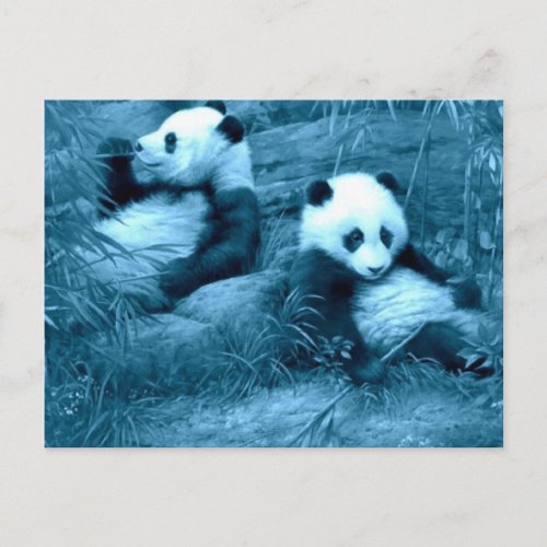 beautiful amazing pandas postcard