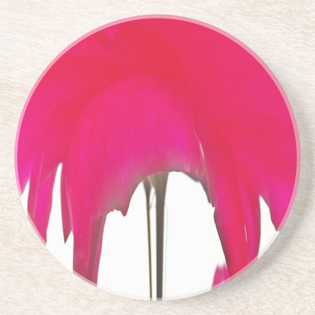 Beautiful amazing Red rose under the white sky Sandstone Coaster (Front)