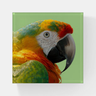Beautiful and Colorful Macaw Parrot Paperweight