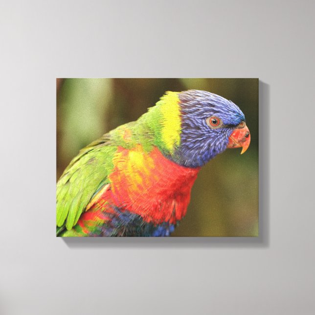 Beautiful and Colorful Parrot Canvas Print (Front)