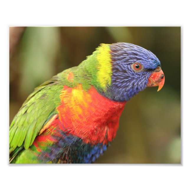 Beautiful and Colorful Parrot Photo Print (Front)