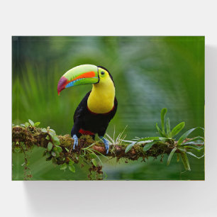 Beautiful and Colorful Tropical Toucan Bird Paperweight