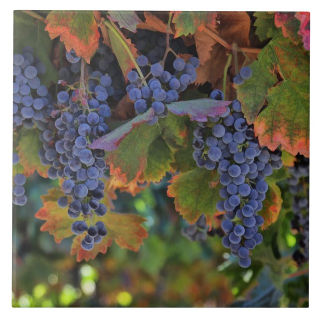 Beautiful and Colorful Vineyard Art Tile (Front)