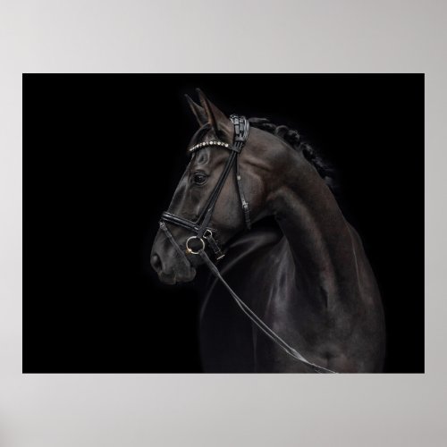 Beautiful and elegant horse poster