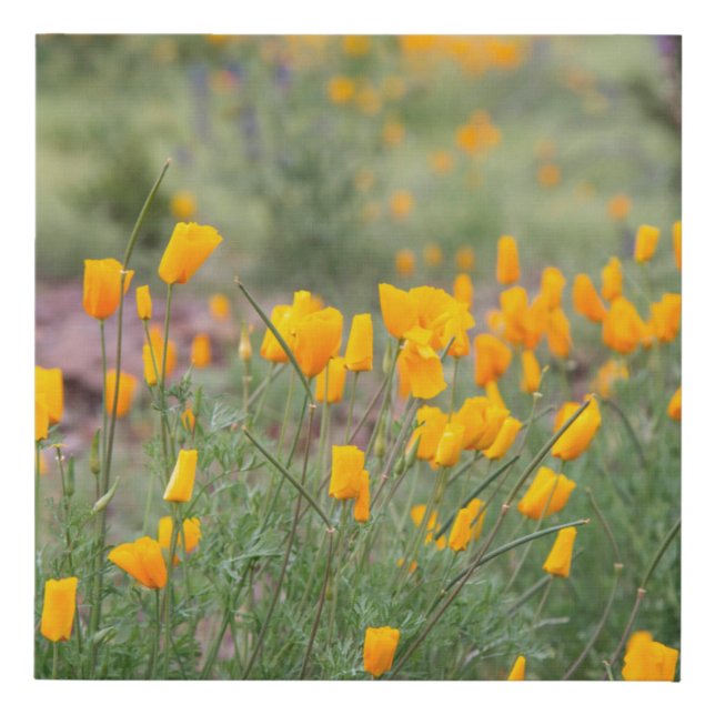 beautiful and fragrant wildflowers growing in tucs faux canvas print (Front)