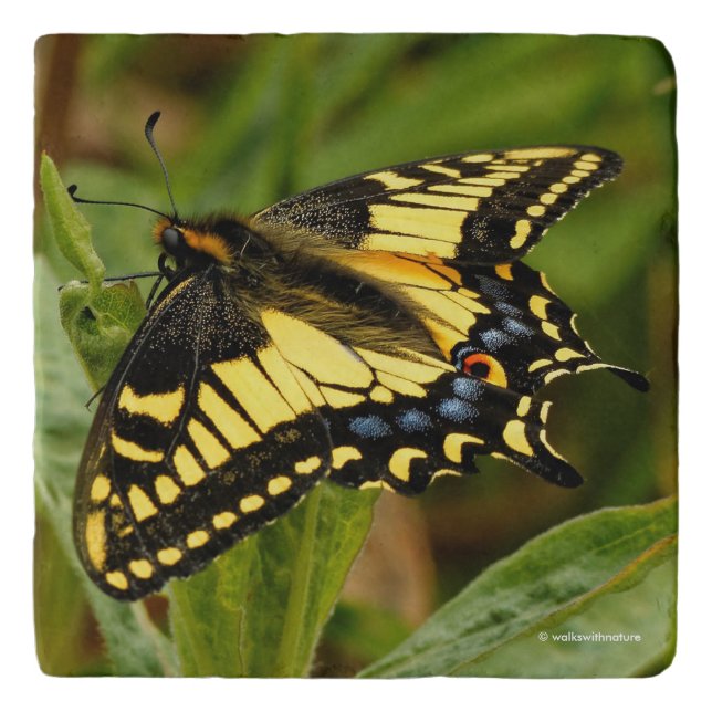 Beautiful Anise Swallowtail Butterfly in the Grass Trivet (Front)