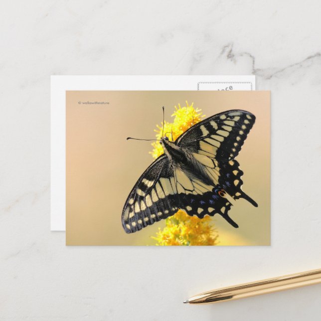 Beautiful Anise Swallowtail Butterfly in the Sun Postcard (Front/Back In Situ)