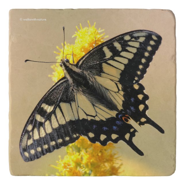 Beautiful Anise Swallowtail Butterfly in the Sun Trivet (Front)