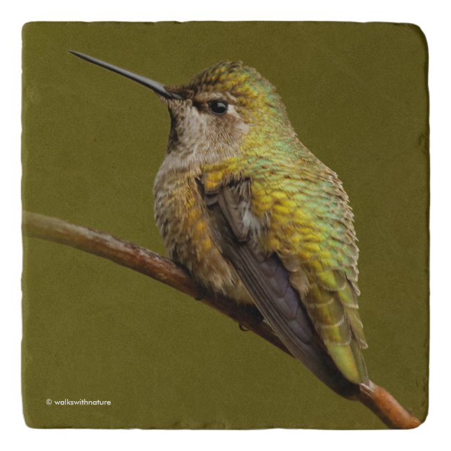 Beautiful Anna's Hummingbird on the Trumpetvine