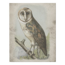 Beautiful antique barn owl canvas print