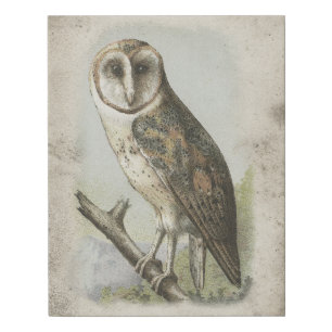 Beautiful antique barn owl canvas print