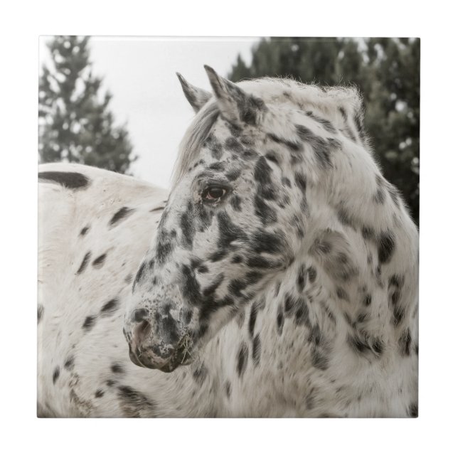 Beautiful Appaloosa Horse Ceramic Tile (Front)