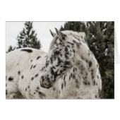 Beautiful Appaloosa Horse, Western, Appy (Front Horizontal)