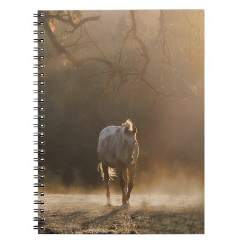 Beautiful Appaloosa in the Sunlight Notebook