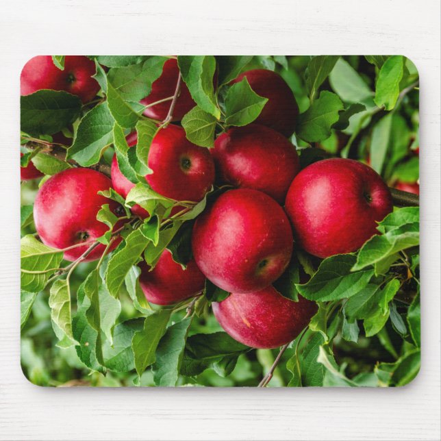 Beautiful Apples Waiting to be Picked! Mouse Pad (Front)