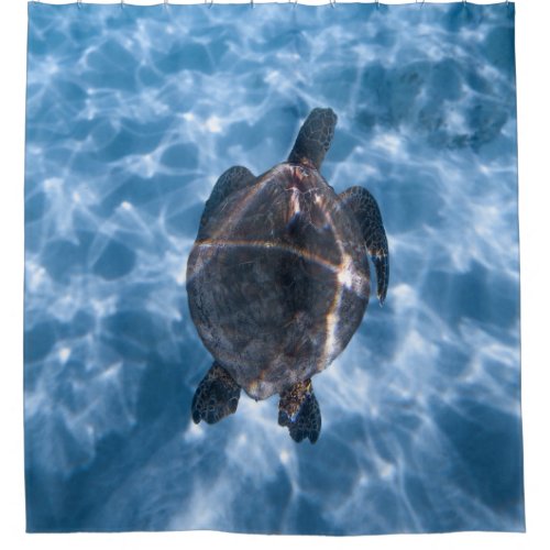 Beautiful Aquatic Turtle  Best gift for sea life Shower Curtain