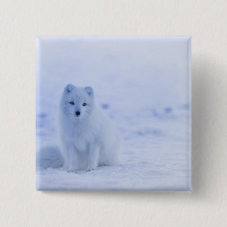 Beautiful Arctic Fox Button