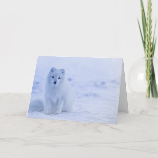 Beautiful Arctic Fox Card (Front)