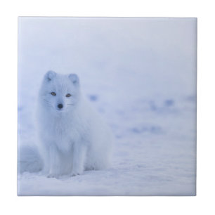 Beautiful Arctic Fox Ceramic Tile