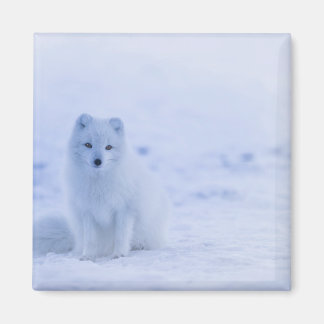 Beautiful Arctic Fox Magnet