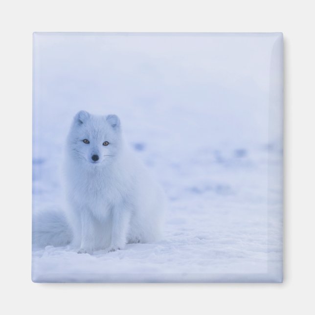 Beautiful Arctic Fox Magnet (Front)
