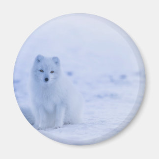 Beautiful Arctic Fox Magnet
