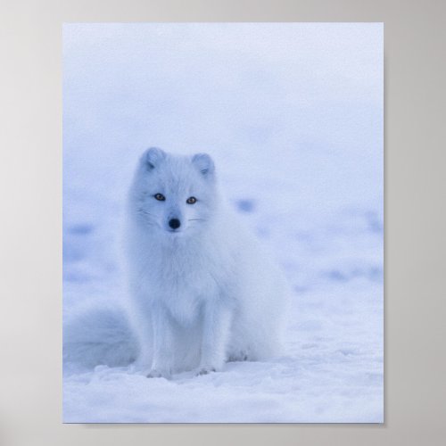 Beautiful Arctic Fox Poster
