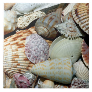 Beautiful array of Shells Tile