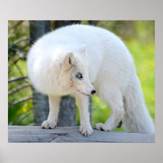 Beautiful Artic Fox Poster