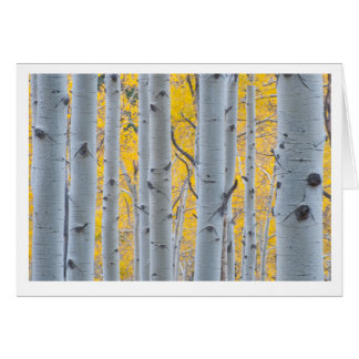 Beautiful Aspen Trees Cards