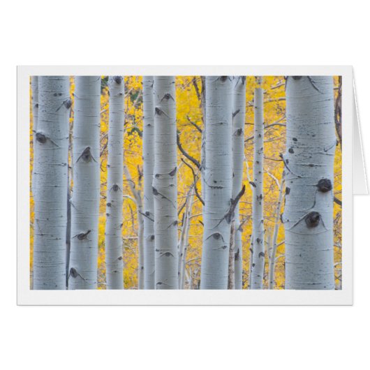 Beautiful Aspen Trees Cards (Front Horizontal)