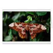Beautiful Atlas Moth (Front Horizontal)