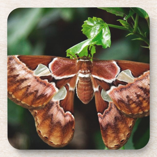 Beautiful Atlas Moth Beverage Coaster (Front)