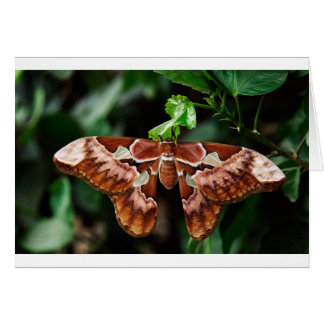 Beautiful Atlas Moth Cards