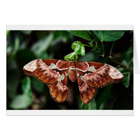 Beautiful Atlas Moth Cards (Front Horizontal)