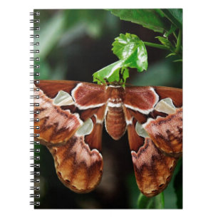 Beautiful Atlas Moth Notebook