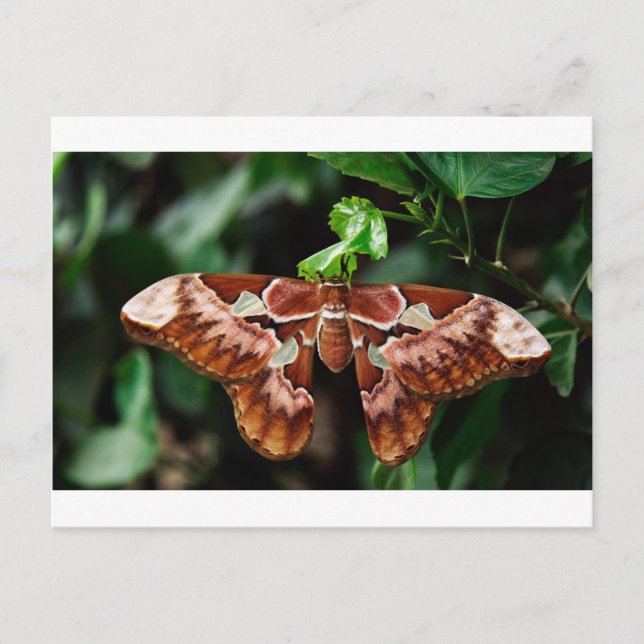 Beautiful Atlas Moth Postcard (Front)