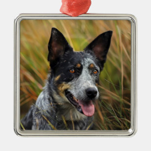 BEAUTIFUL AUSTRALIAN CATTLE DOG IN FIELD METAL ORNAMENT