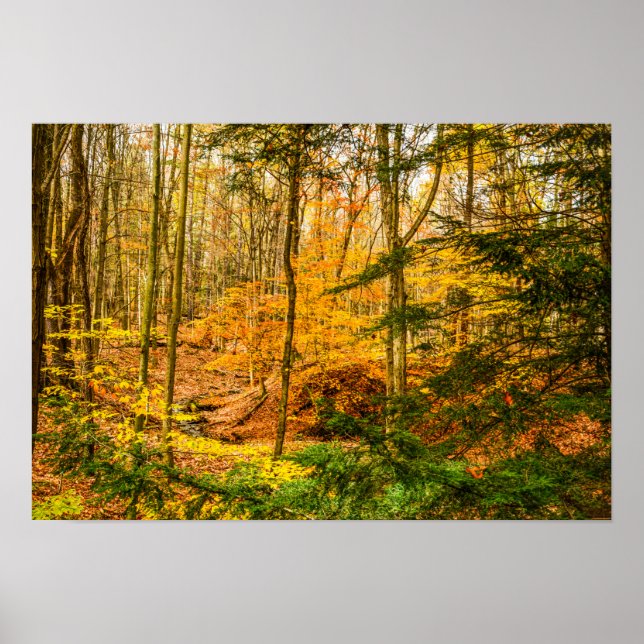 Beautiful Autumn Color Trees Forest Poster (Front)