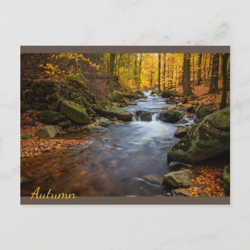 Beautiful Autumn Forest Postcard