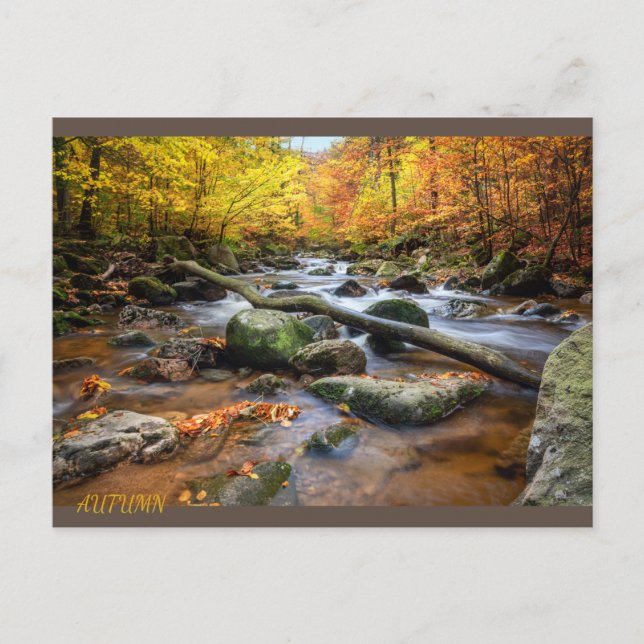 Beautiful Autumn Forest Postcard (Front)